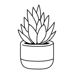 Succulent Doodle Plant in clay pot isolated on white background