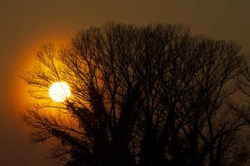 Sun intense red sunset trees branches sunset