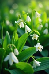 Obraz premium Delicate white blooms dance among leafy greens, blossom, spring