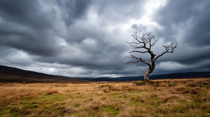 Lonely Tree in Expansive Field Under Dramatic Clouds Showcasing Nature's Beauty and Tranquility : Generative AI