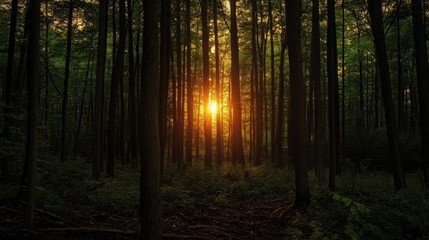 Obraz premium Eerie Sunset in a Dense Forest with Long Shadows and Soft Light