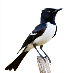 Fototapeta premium Elegant Black and White Bird Perched Calmly on a Branch in Natural Habitat