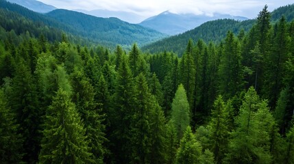 Fototapeta premium Lush Green Forest Landscape with Misty Mountains in the Background : Generative AI
