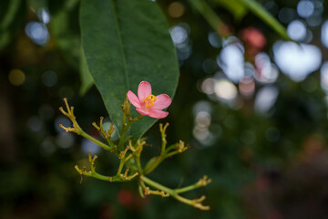 Close-up photo of pink yatropa flowers in bloom