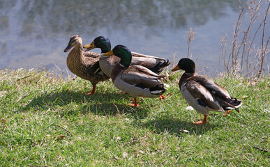 3 canards faisant leur cour à madame canard