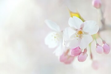 Fototapeta premium Delicate Cherry Blossom Flowers in Soft Pastel Springtime Light