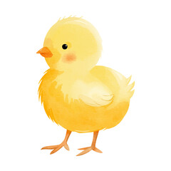 Cute chick in watercolor style. Hand drawn farm animals. Watercolor chicken