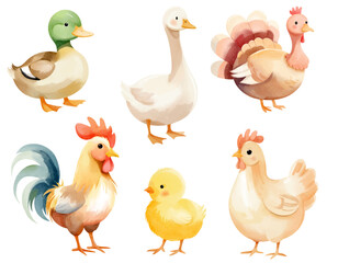 Hand drawn farm birds. Watercolor domestic birds. Goose, duck, rooster, hen, chicken, turkey.