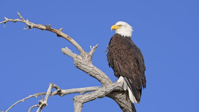 Bald Eagle sitting on a branch on sunny day with blue skies.