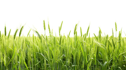 Green wheat field growing on transparent background
