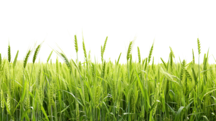 Green wheat field growing on transparent background