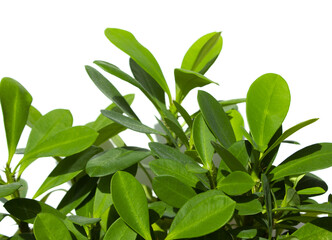 Euphorbia milii
