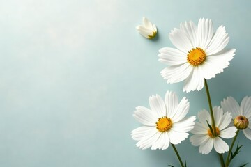 White cosmos flowers with a subtle background texture, background, delicate, botanical