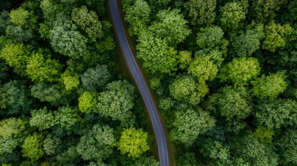 Aerial View of Lush Green Forest and Curvy Road in Nature during Daylight : Generative AI