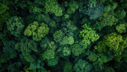 Dense forest canopy aerial view (1)