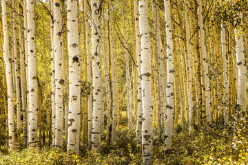 Forest of beautiful Aspen trees in Utah