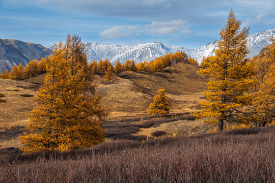 Golden autumn trees adorn a hilly valley with snowy mountains under a soft sky. - Powered by Adobe