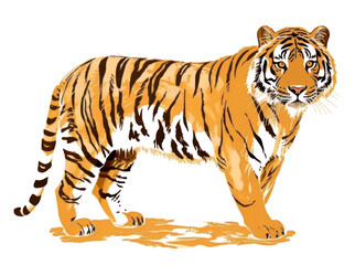 Fototapeta premium PNG Tiger wildlife animal mammal.