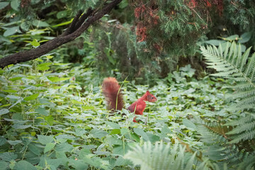 Eurasian red squirrel (Sciurus vulgaris) with a fluffy tail in long green fern (Polypodiales) and grass in overgrown forest, North Rhine-Westphalia, Germany
