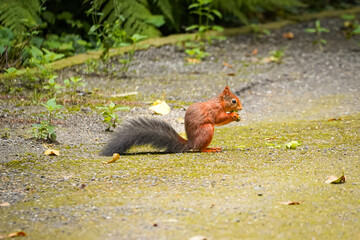 Eurasian red squirrel (Sciurus vulgaris) holding a hazelnut (Corylus) in hand and eating it side view, North Rhine-Westphalia, Germany