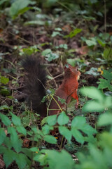 Eurasian red squirrel (Sciurus vulgaris) running away in dark moody forest, North Rhine-Westphalia, Germany