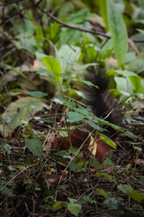 Eurasian red squirrel (Sciurus vulgaris) running away behind green leaf plants, North Rhine-Westphalia, Germany