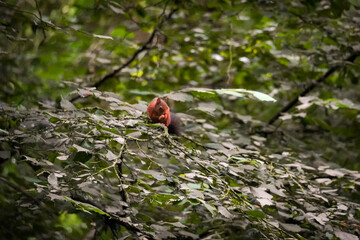 Eurasian red squirrel (Sciurus vulgaris) eating a nut on top of leaf tree branches up in the tree, North Rhine-Westphalia, Germany