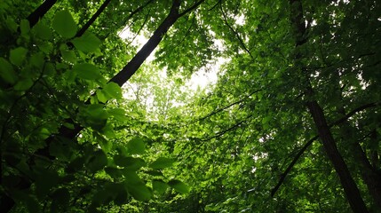 Obraz premium Lush Green Forest Canopy Creating a Natural Scene of Overhanging Leaves and Serenity : Generative AI