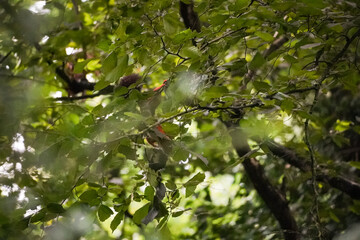 Eurasian red squirrel (Sciurus vulgaris) barely holding on small thin leaf tree branches, North Rhine-Westphalia, Germany
