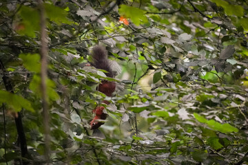 Eurasian red squirrel (Sciurus vulgaris) climbing down very think fragile tree branches through the...