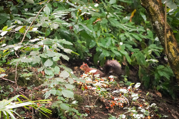 Eurasian red squirrel (Sciurus vulgaris) on the ground looking around and being alert, North Rhine-Westphalia, Germany