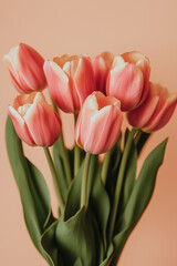 Pink Tulip Bouquet on Pastel Background. Pink tulip bouquet on pastel background. Perfect for...