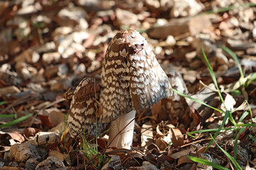 de curieux champignons