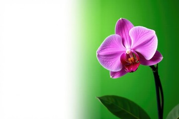 Pink orchid stem and leaves on a contrasting green background, white background, leaves, contrast