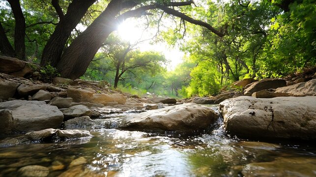 Rocky Stream Flowing Through Lush Forest with Sunlight Filtering Through the Tree Canopy : Generative AI