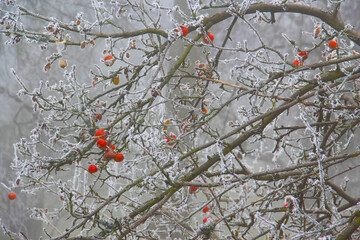 Winter early came in to the land of trees and apples.