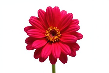 Single chrysanthemum flower isolated on white background, isolated, minimalist, clean