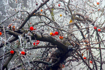 Apples in early winter frost.
