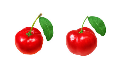 アセロラ イラスト リアル 白バック