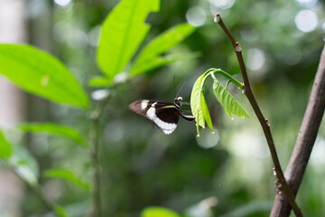 Butterfly on Leaf in Lush Green Forest. Armenia, Quindio Colombia.