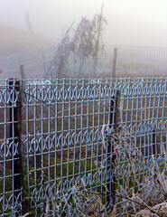 Frost on the fence in autumn.