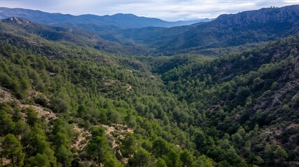Naklejka premium Breathtaking Aerial View of Vast Mountainous Landscape with Dense Pine Forest : Generative AI