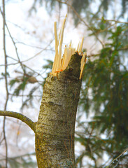 Damaged tree in the forest.