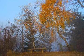 Foggy nature, some people, forest, danger, nobody.