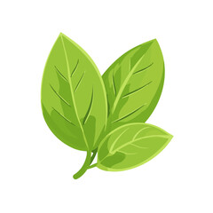 A Simple flat 2D icon basil leaves branch isolated on a transparent background, vector, flat design, animation design, vector, flat design, simple flat 2D icon, vector  illustration