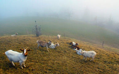 Goats on the autumn pastures.
