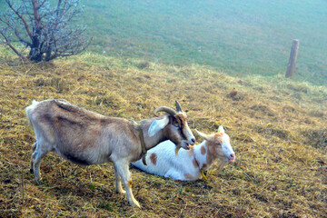 Goats on the autumn pastures.