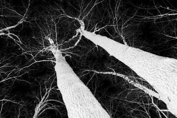 Trees, big one, from ground view.
