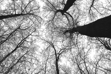 Trees, big one, from ground view.