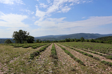 Fototapeta premium Paysage de champ de lavandes